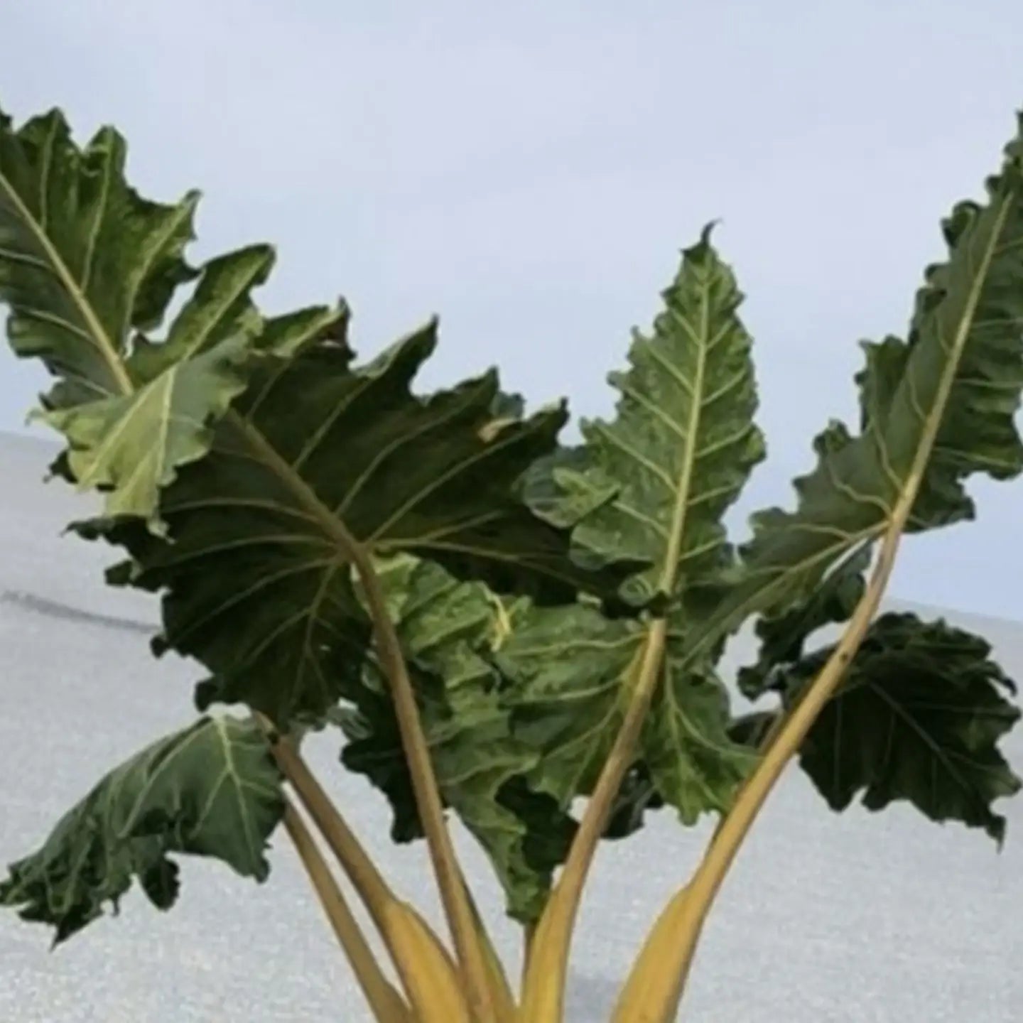 Alocasia Golden Dragon
