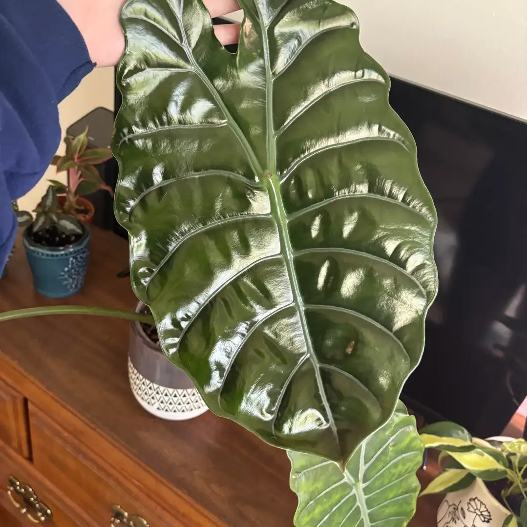 Alocasia Chantrieri