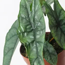 Alocasia Dragons Breath