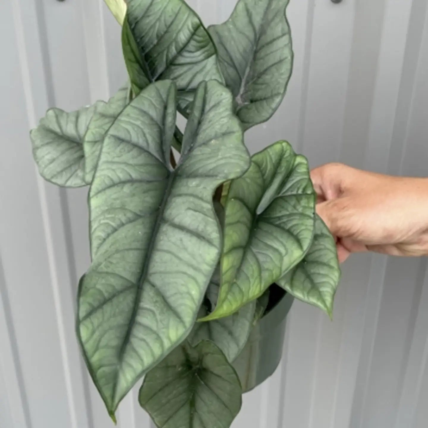 Alocasia Platinum