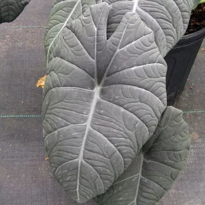 Alocasia Maharani