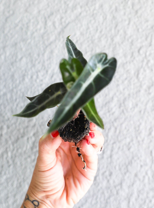 Alocasia ‘Fairy’ – 2–3” Starter