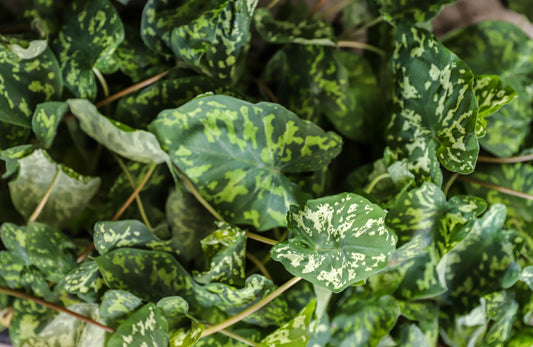 Alocasia ‘Hilo Beauty’ – 2–3” Starter