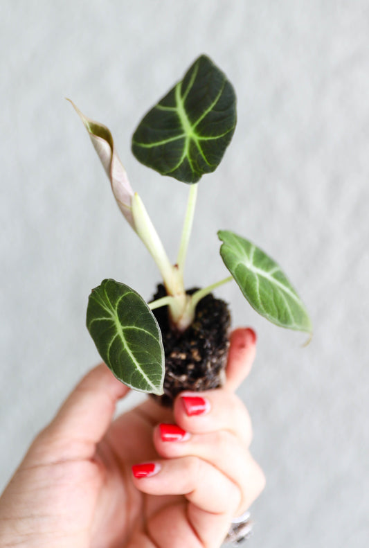Alocasia ‘Black Velvet’ – 2–3” Starter