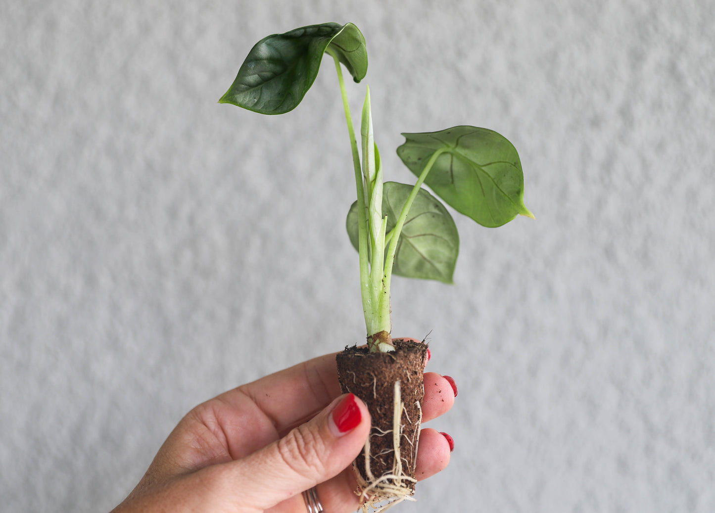 Alocasia ‘Silver Dragon’ – 2–3” Starter