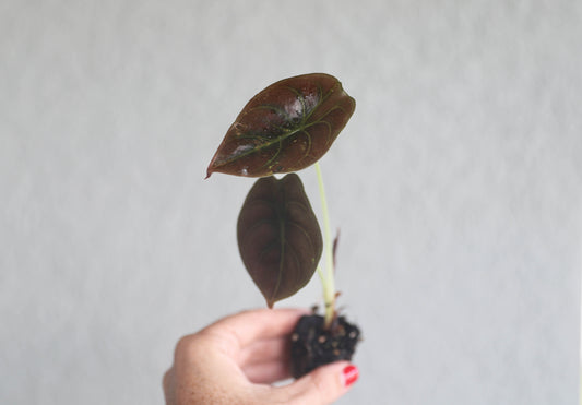 Alocasia Cuprea ‘Red Secret’ – 2–3” Starter