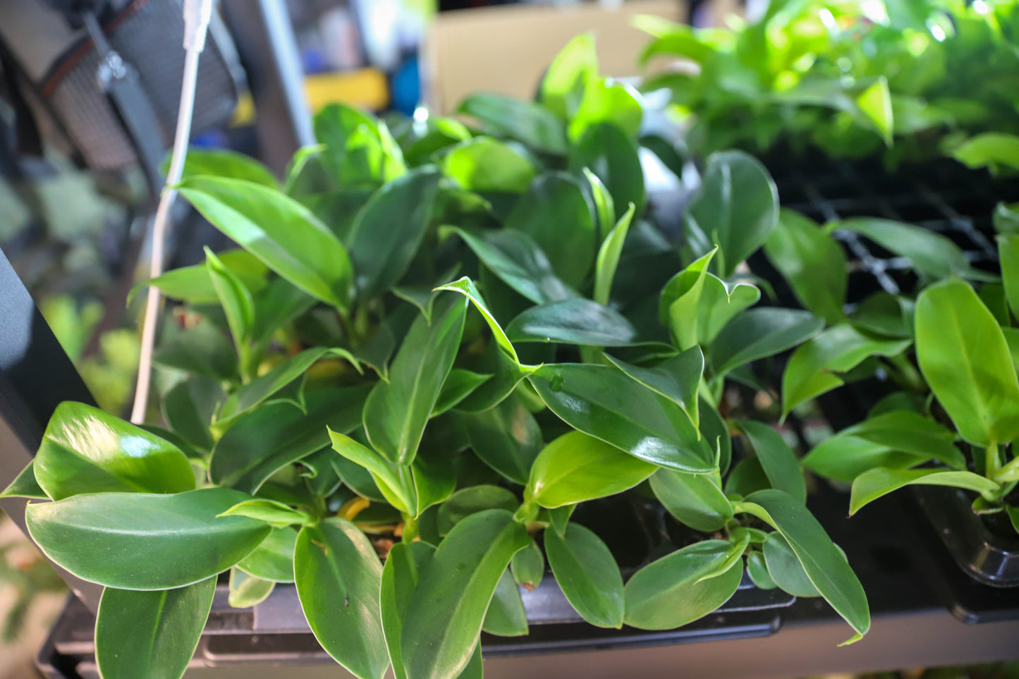 Alocasia 6 Plant Variety No Pots