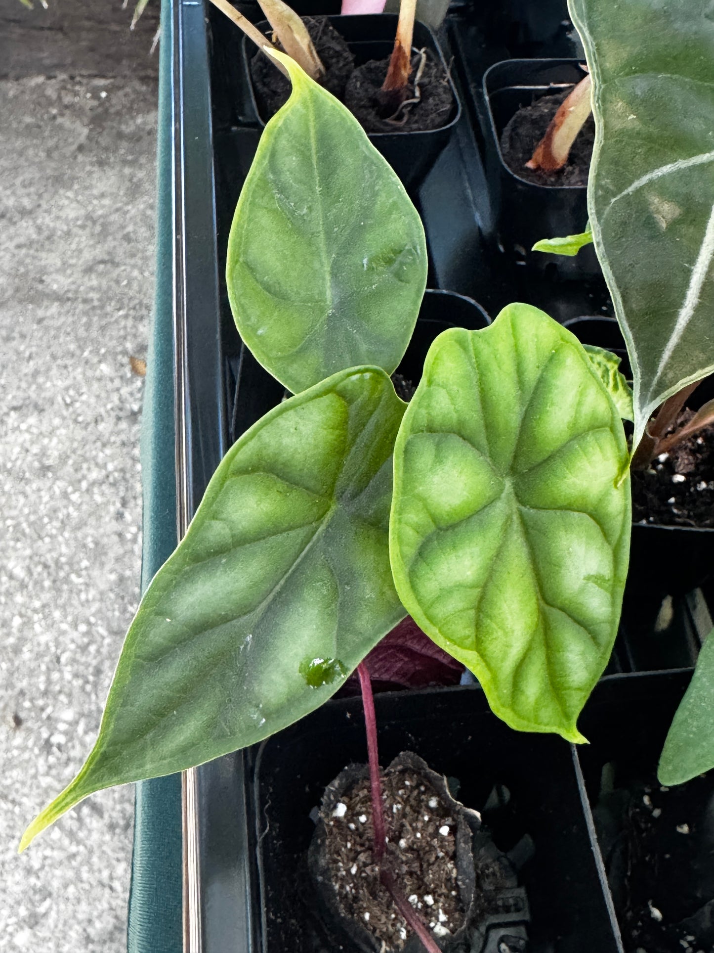 Alocasia Green Unicorn