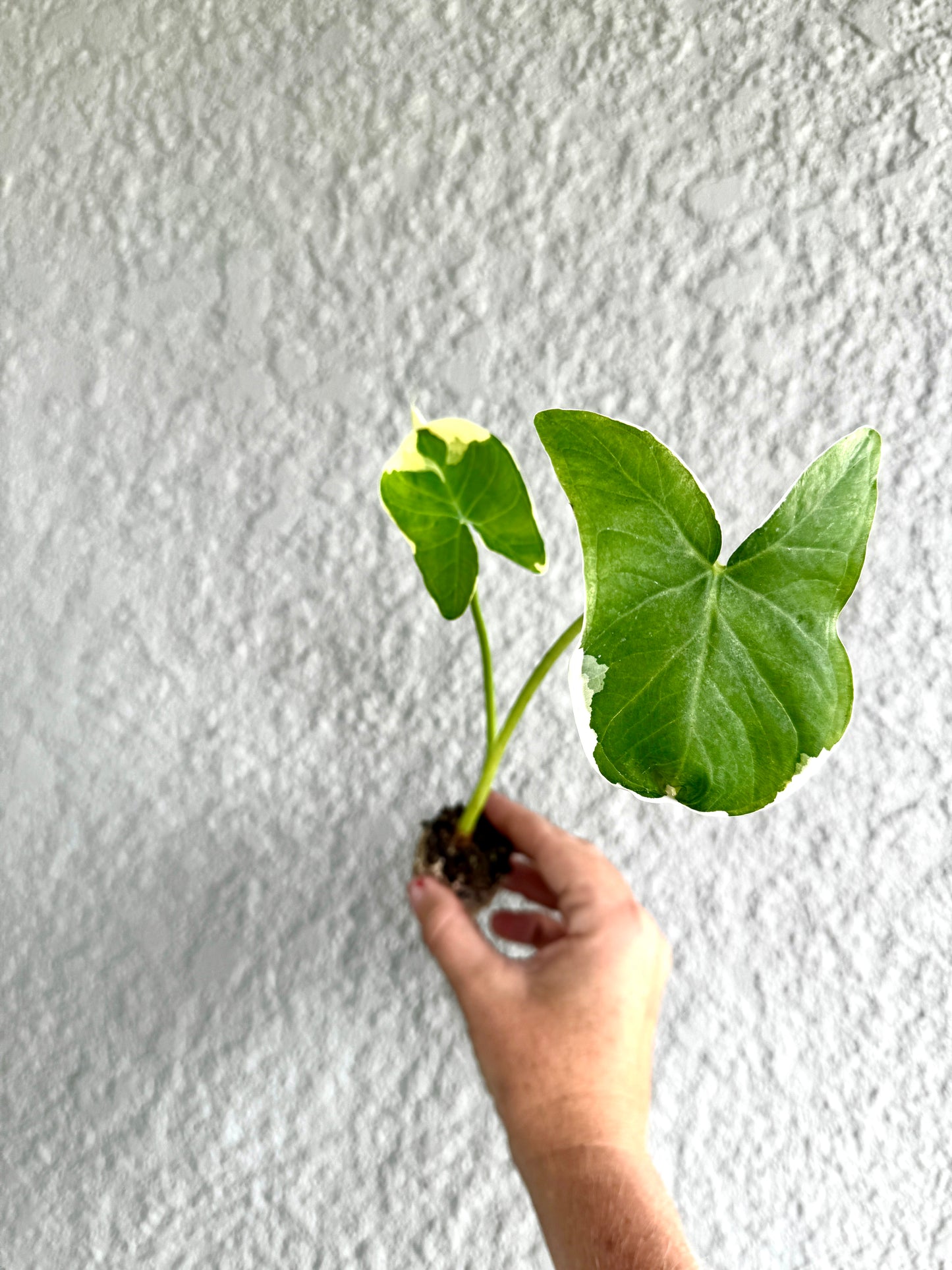 Alocasia Mickey Mouse