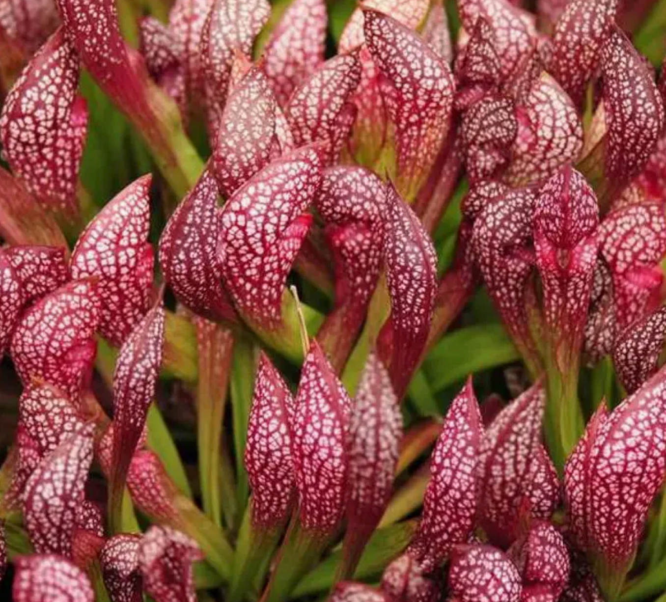 Pitcher Plant ‘Scarlet Belle’ (Sarracenia) – 2–3” Starter