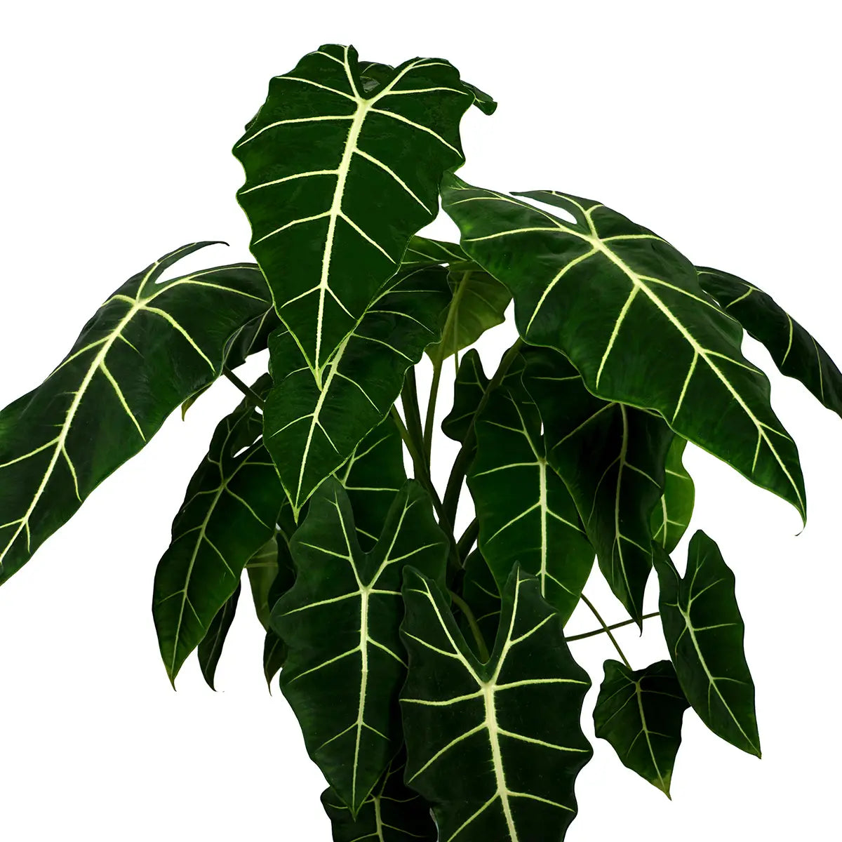 Alocasia Frydek Velvet Elvis