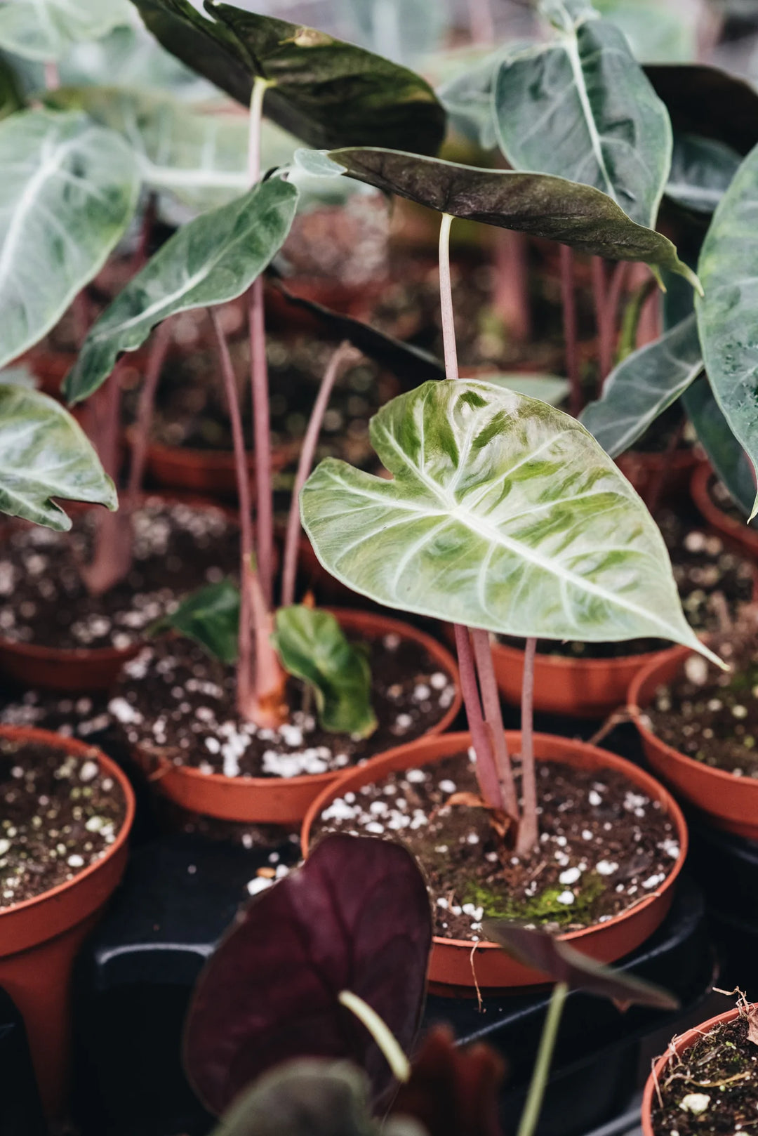 Alocasia Pink Princess