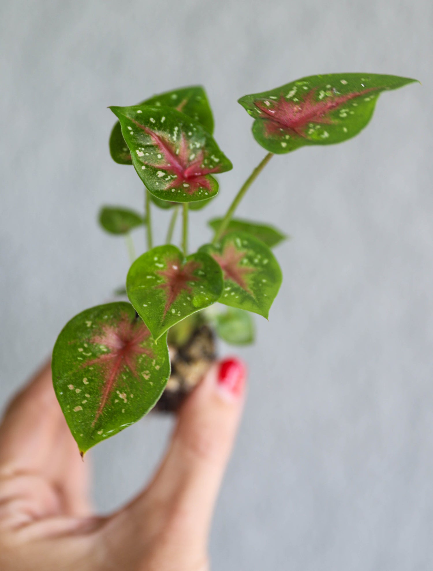 Syngonium Collection