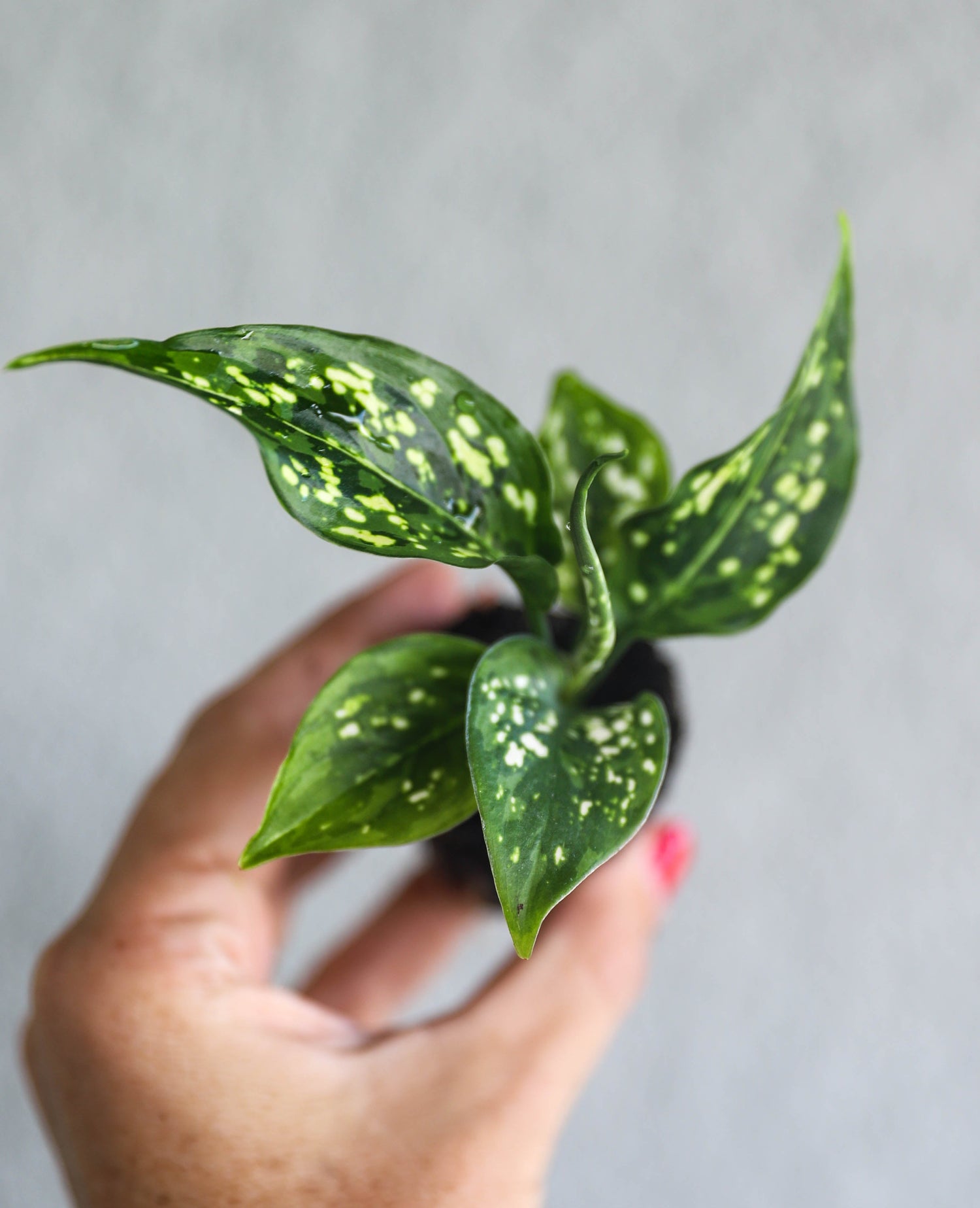 Office Friendly Plants