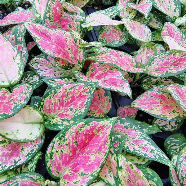 Aglaonema Collection