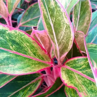 Aglaonema Siam Aurora