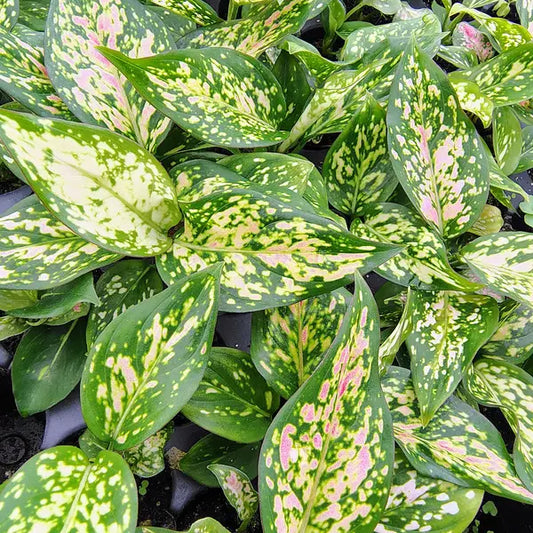 Aglaonema Red Anjamani
