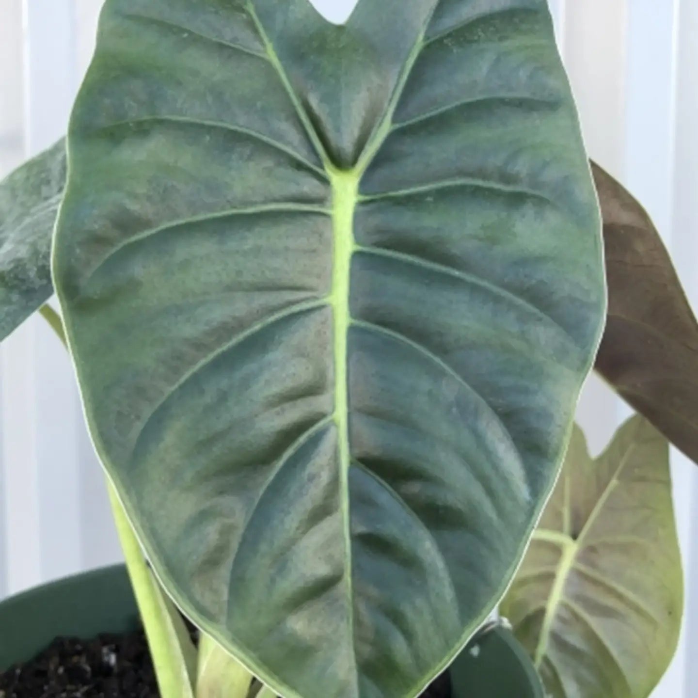 Alocasia Golden Bone