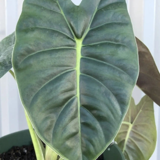 Alocasia Golden Bone