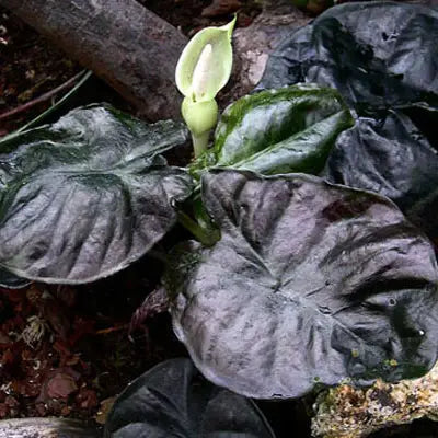 Alocasia Infernalis Kapit