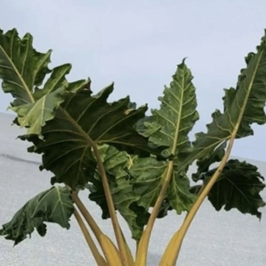 Alocasia Golden Dragon