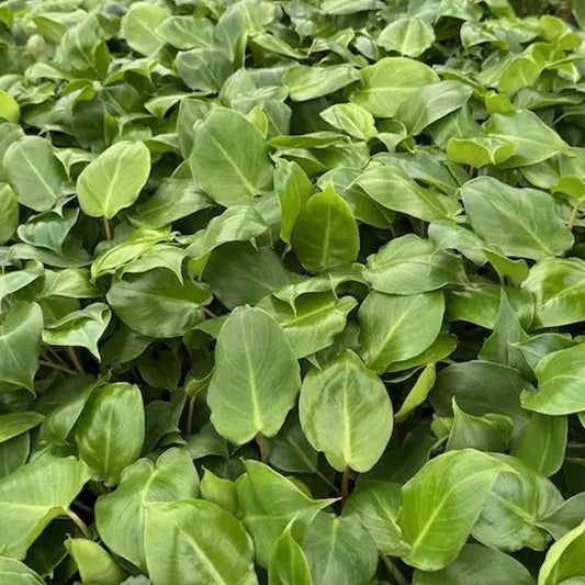 Philodendron Burle Marx. 2-3 Inch Starter Plant