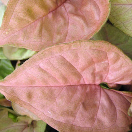 Syngonium Regina Red