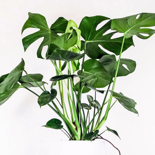 Monstera Deliciosa
