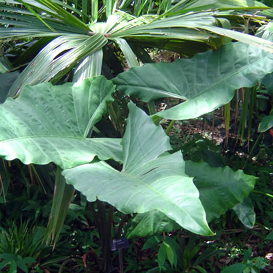 Alocasia Zebrina