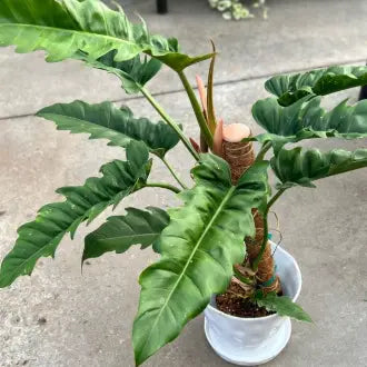 Philodendron Jungle Boogie – 2–3 Inch Starter Plant