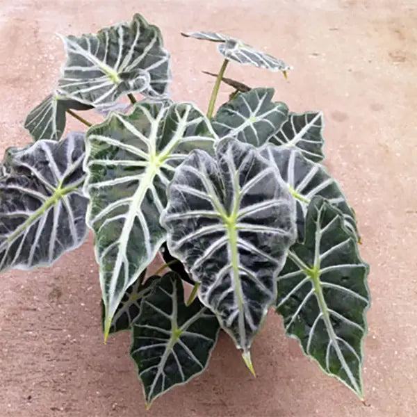 Alocasia Mandalay