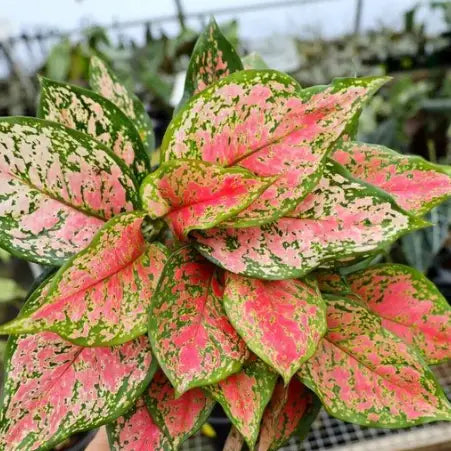 Aglaonema Valentine Red
