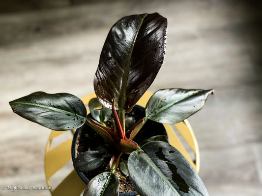 Philodendron Black Cardinal. 2-3 Inch Starter Plant