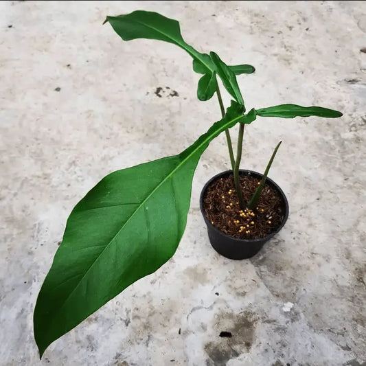 Philodendron Joepii – 2–3 Inch Starter Plant