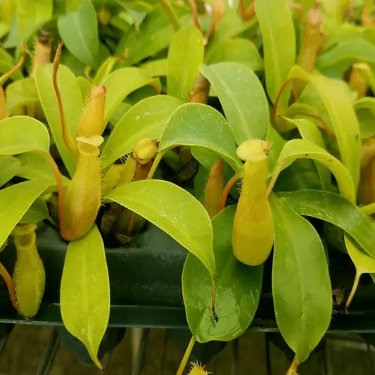 Nepenthes Alata (Pitcher Plant) – 2–3 Inch Starter Plant