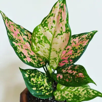 Aglaonema Favonian