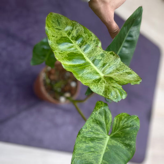 Philodendron Paraiso Verde – 2–3 Inch Starter Plant