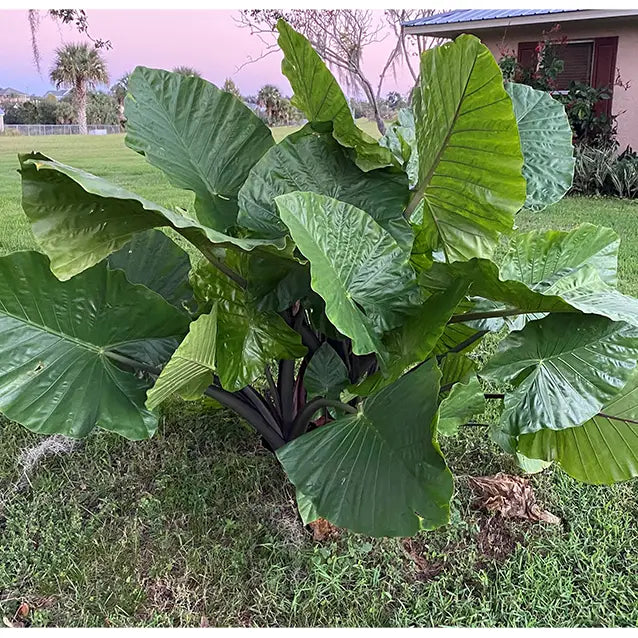 Alocasia Dark Star