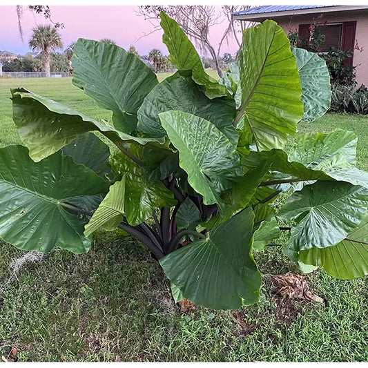 Alocasia Dark Star