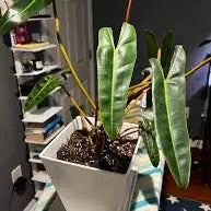 Philodendron Billietiae (Billie)