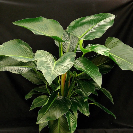 Philodendron Congo