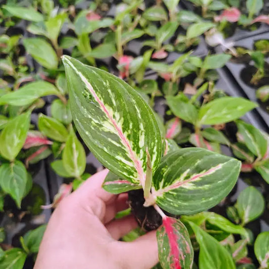 Aglaonema Emerald