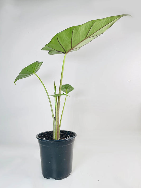 Alocasia Sumo