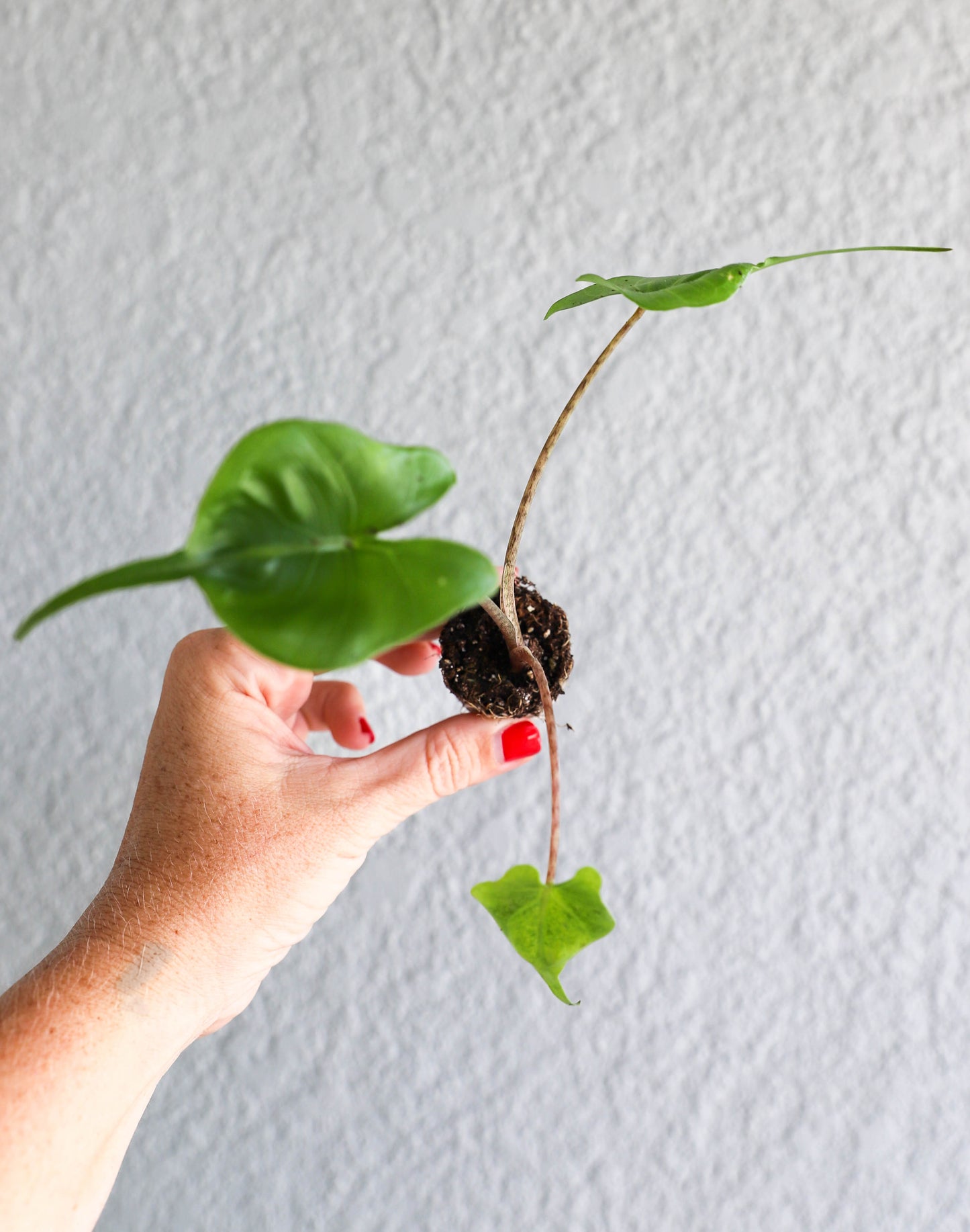 Alocasia ‘Stingray’ – 2–3” Starter