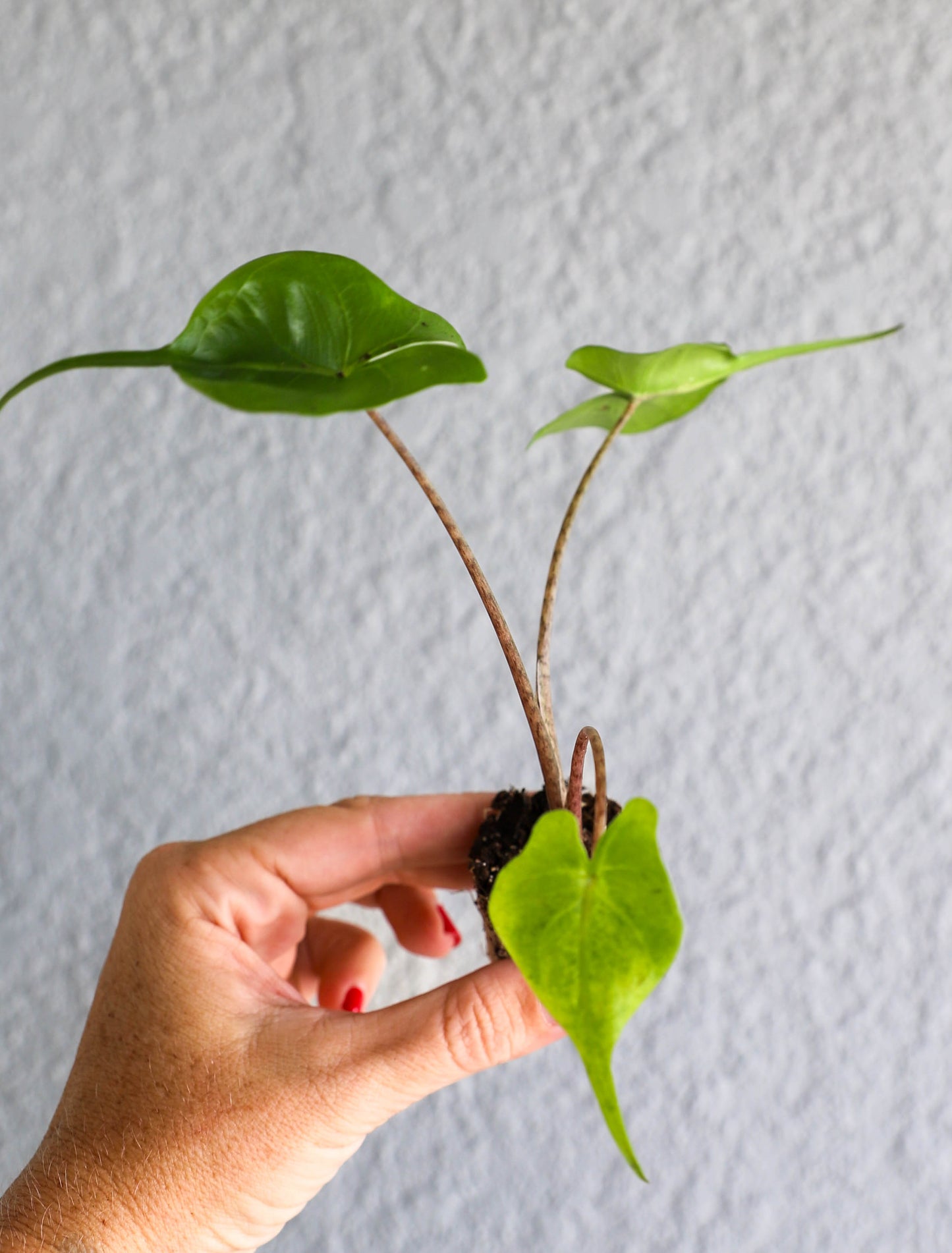 Alocasia ‘Stingray’ – 2–3” Starter