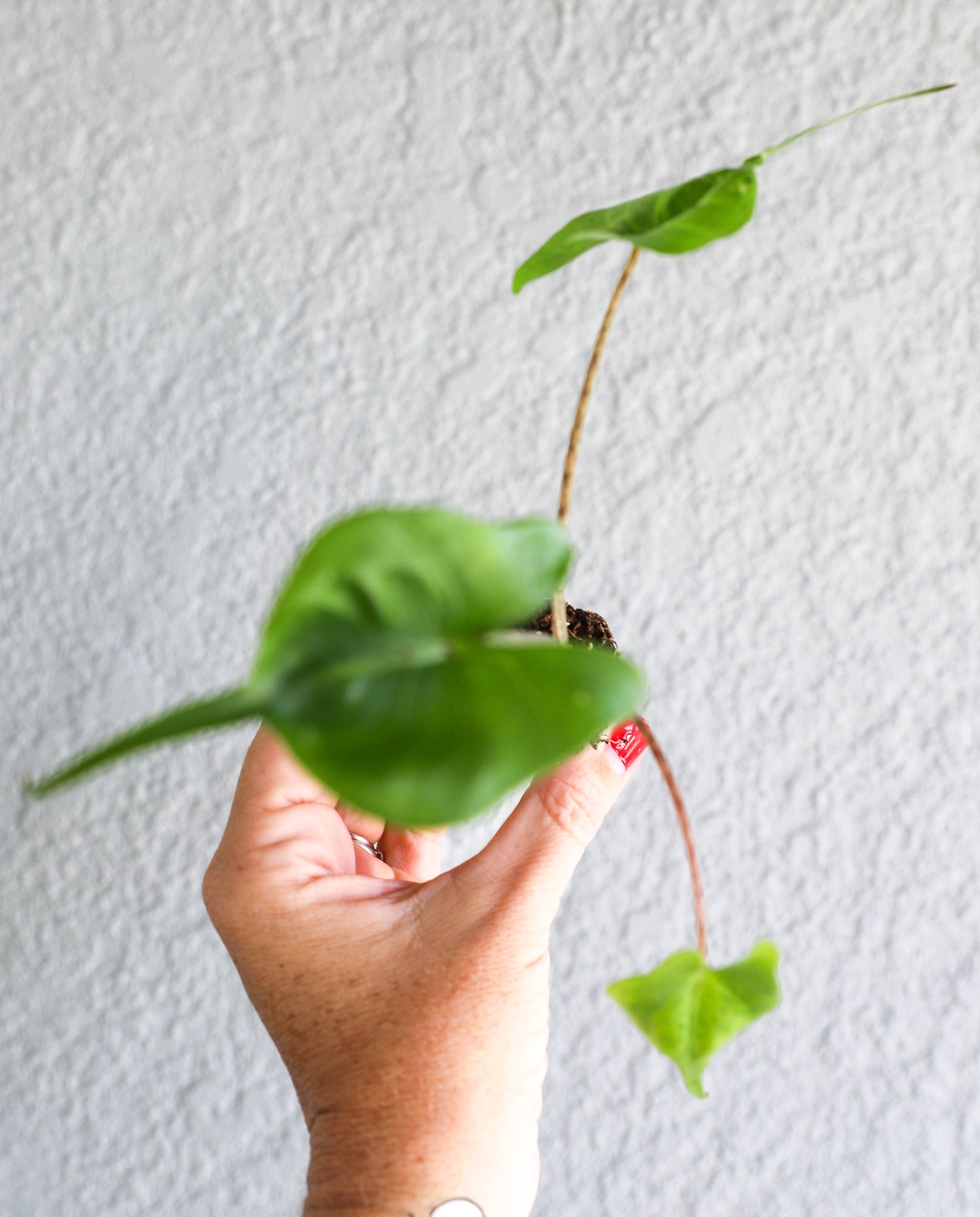 Alocasia ‘Stingray’ – 2–3” Starter