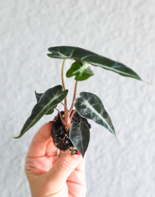 Alocasia Fairy