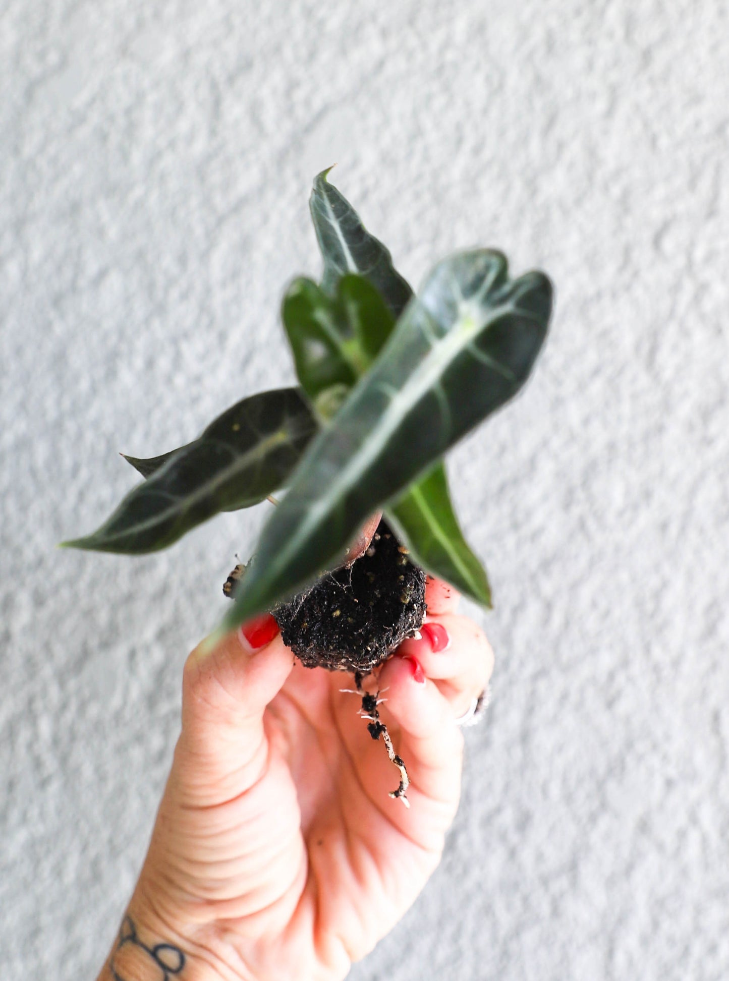 Alocasia ‘Fairy’ – 2–3” Starter