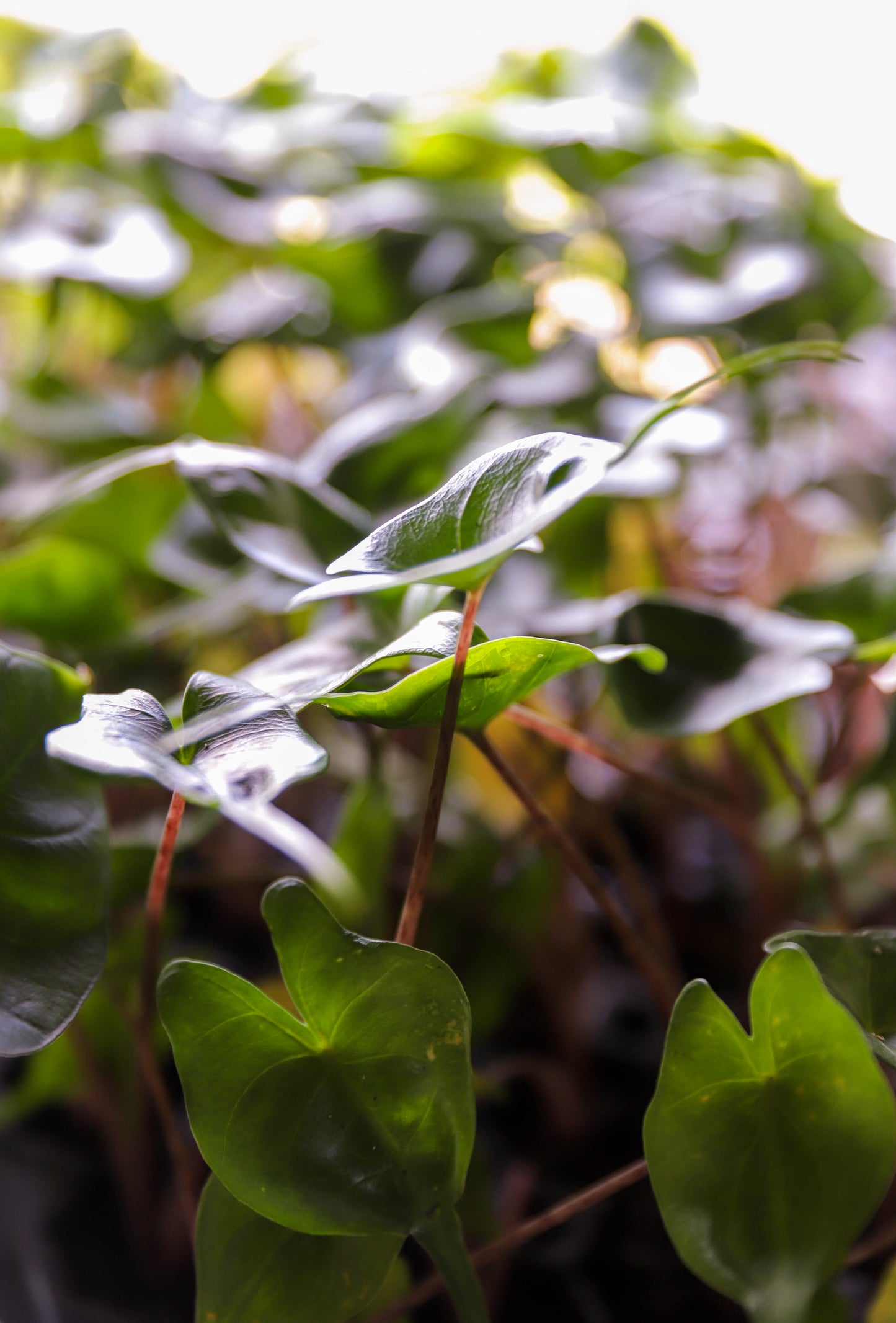 Alocasia ‘Stingray’ – 2–3” Starter