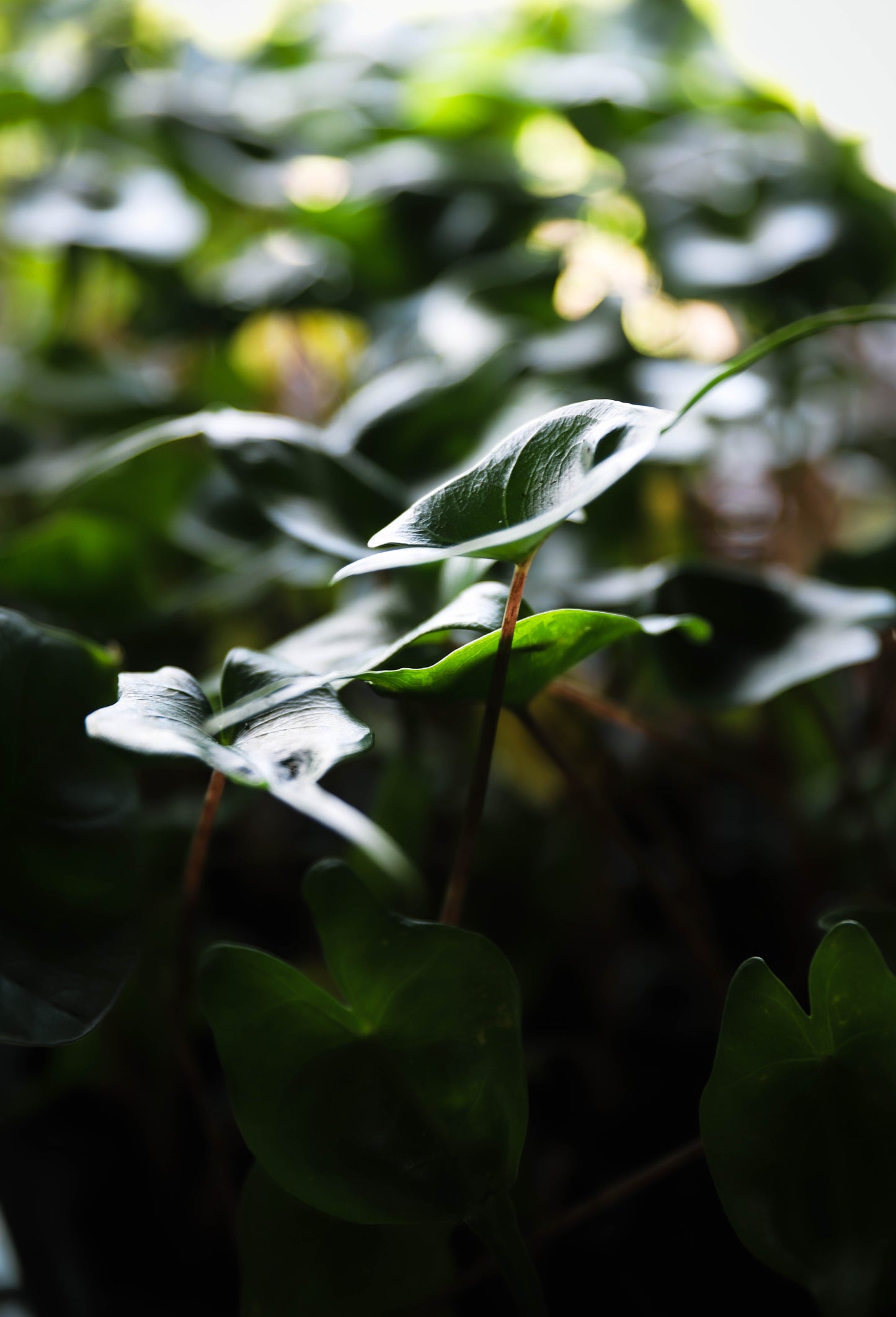 Alocasia ‘Stingray’ – 2–3” Starter